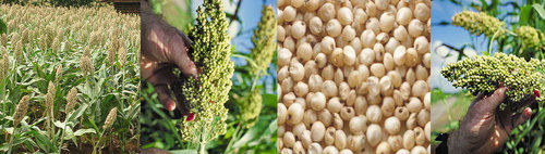 White Sorghum Grain - Premium Quality, Drought Tolerant Annual Grass with High Nutritional Value for Grain and Fodder Use