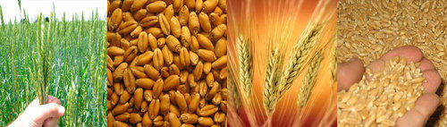 Whole Wheat - Pure & Natural Grain | Adulterant-Free, High Nutritional Value, Safe Delivery