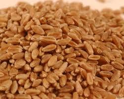 Whole Wheat Grains