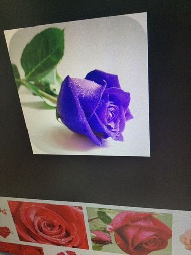 Blue rose