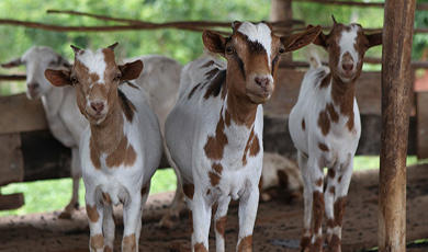 Goatery Consultancy Service By Kamdhenu Dairy Solutions