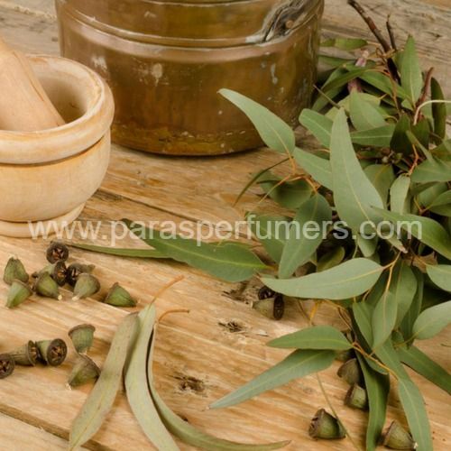 Pure Eucalyptus Oil