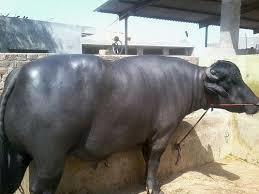 Murrah Bull for Breeding 