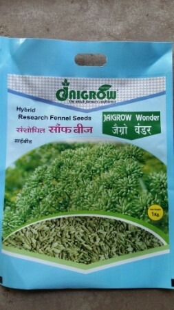 Green High Grade Wonder Fennel Seeds