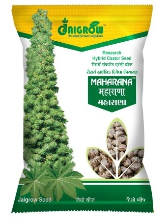 Maharana Hybrid Castor Seeds - 800g for 4 Months | 100% Food Grade, Premium Quality Vegetable Seeds