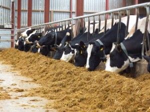 Bio Organic Cattle Feed