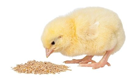 Poultry Feed