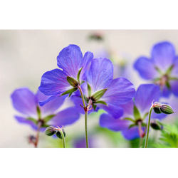 Geranium Oil - Pure Essential Oil Extracted from Pelargonium Odorantissimum, Floral Aroma with Mint Essence