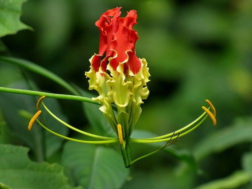 Gloriosa Superba Seeds