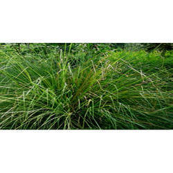 Vetiver Cultivated Oil