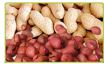 Groundnut Kernels Peanuts