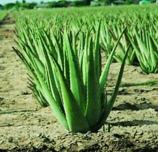 Aloe Vera Plant - Natural Herbal, Ideal for Health Tonic and Digestive Aid