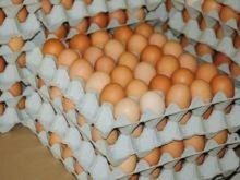 Chicken Eggs In Bulk