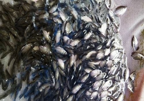 Tilapia Fish Seeds