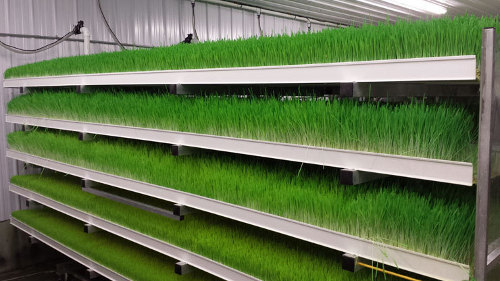 \ Hydroponic Fodder Machine