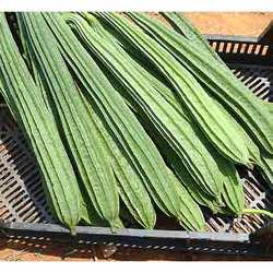 White Hybrid Ridge Gourd Seeds