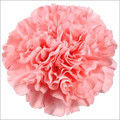 Natural Carnation Oil