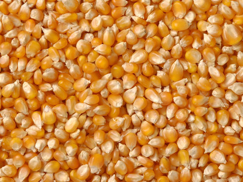 Corn (Maize)