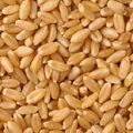 Wheat (Cereal Grain)