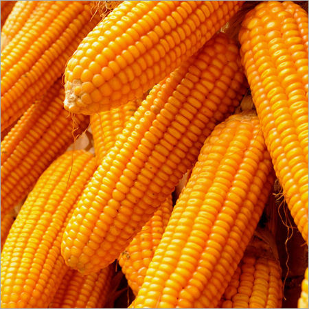 Baby Corns - Premium Quality, Easy to Digest and Rich in Taste, Preservative-Free for Health-Conscious Families