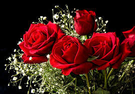 Deep Red Fresh Roses Size: All Size Available