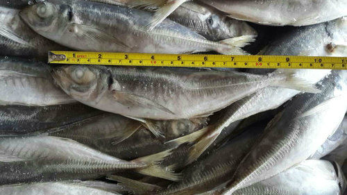 Fresh Frozen Mackerel Fish