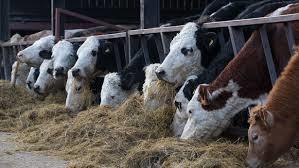 Silage For Cattle 