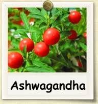 Ashwagnadha Plant