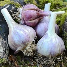 Vietnamese Garlic