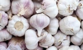 Garlic 