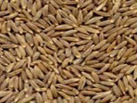 Cumin Seed