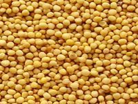 Yellow Mustard Seeds