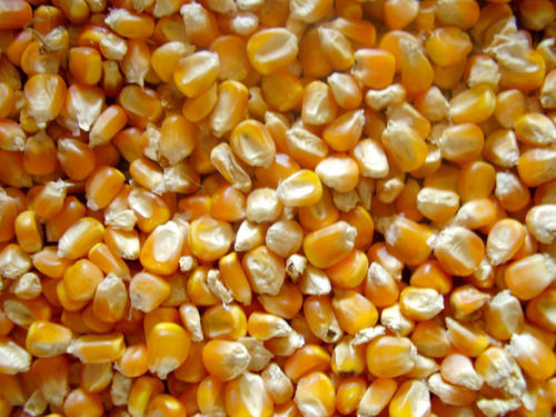 Healthy Yellow Maize