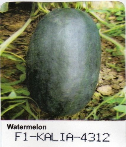 watermelon seeds