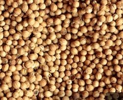 Coriander Seeds - Premium Quality, Citrus Flavor with Warm Nutty Aroma, Ideal for Culinary Use