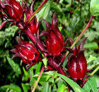 Roselle Fruits