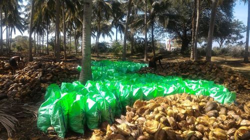 Fresh Coconut