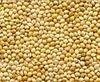 Little Millet - Iron Rich Grain | Well Processed, Quality Assured For Bakers And Food Manufacturers