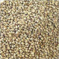 Pearl Millet