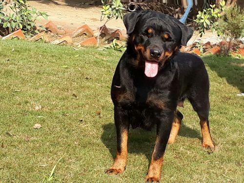 79+ Rottweiler Dog Price In Sri Lanka