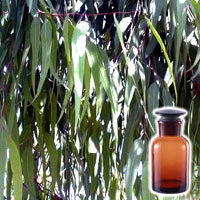 Pure Eucalyptus Oil