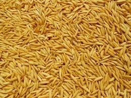 Paddy Seed