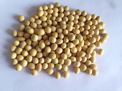 Soybeans For Tofu/Oil/Sprouting