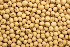 Soyabean Seeds