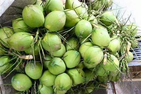 Green Fresh Young Coconut