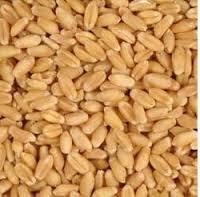 Indian Wheat