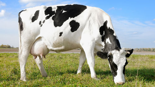 Dairy Cow