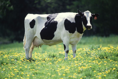 High Milk Yields Dairy Cow