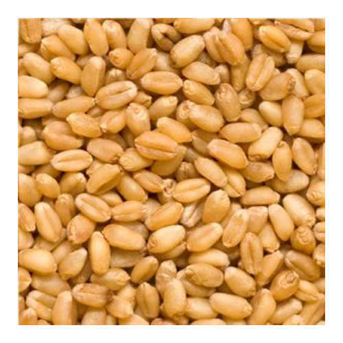 Hybrid Wheat
