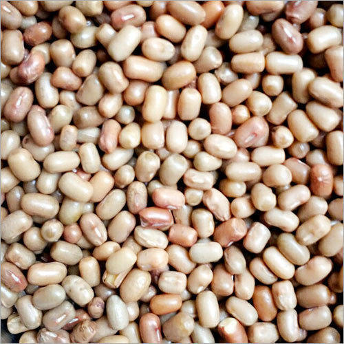 Soya Bean Seed